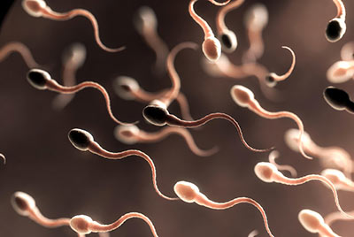 Sperm under microscope