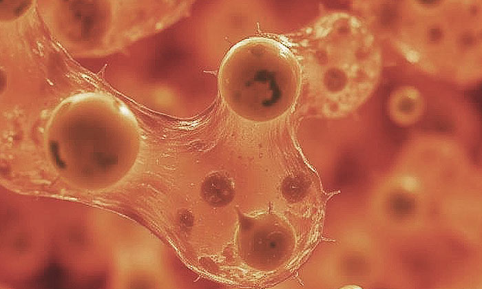 Oxidative Stress in the Testes — visual overview